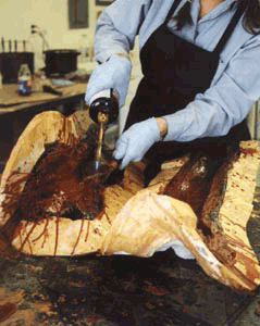Hot wax painted, excess wax trimmed in preparation for the final slush of wax